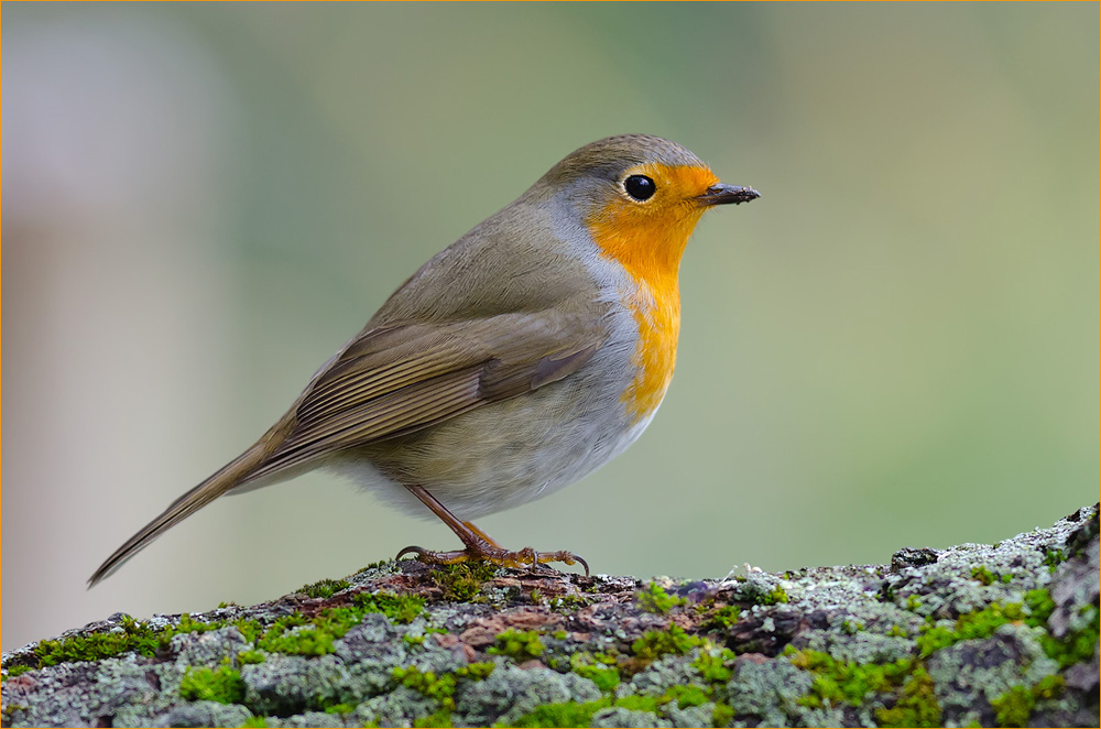 Rotkehlchen
Schlüsselwörter: Rotkehlchen, Rotbrüstli