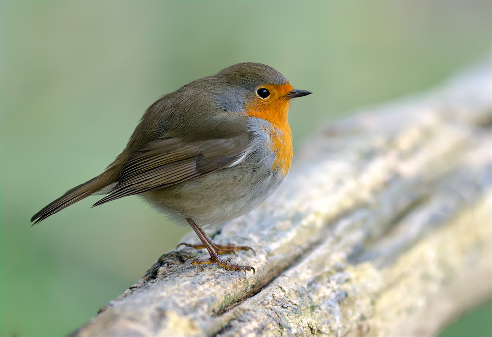 Rotkehlchen
Schlüsselwörter: Rotkehlchen, Rotbrüstli
