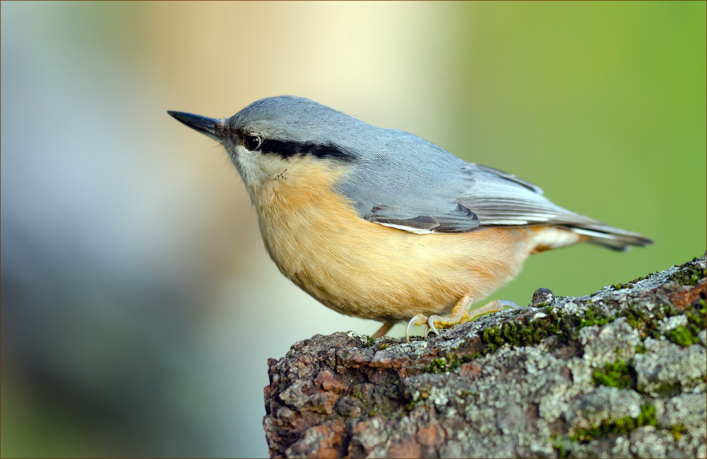 Kleiber in Abflugstellung
Schlüsselwörter: Kleiber