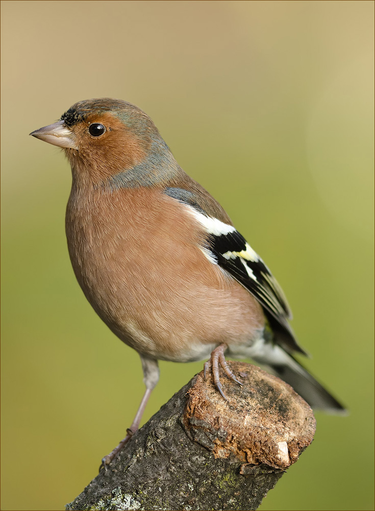 Buchfink
Schlüsselwörter: Buchfink