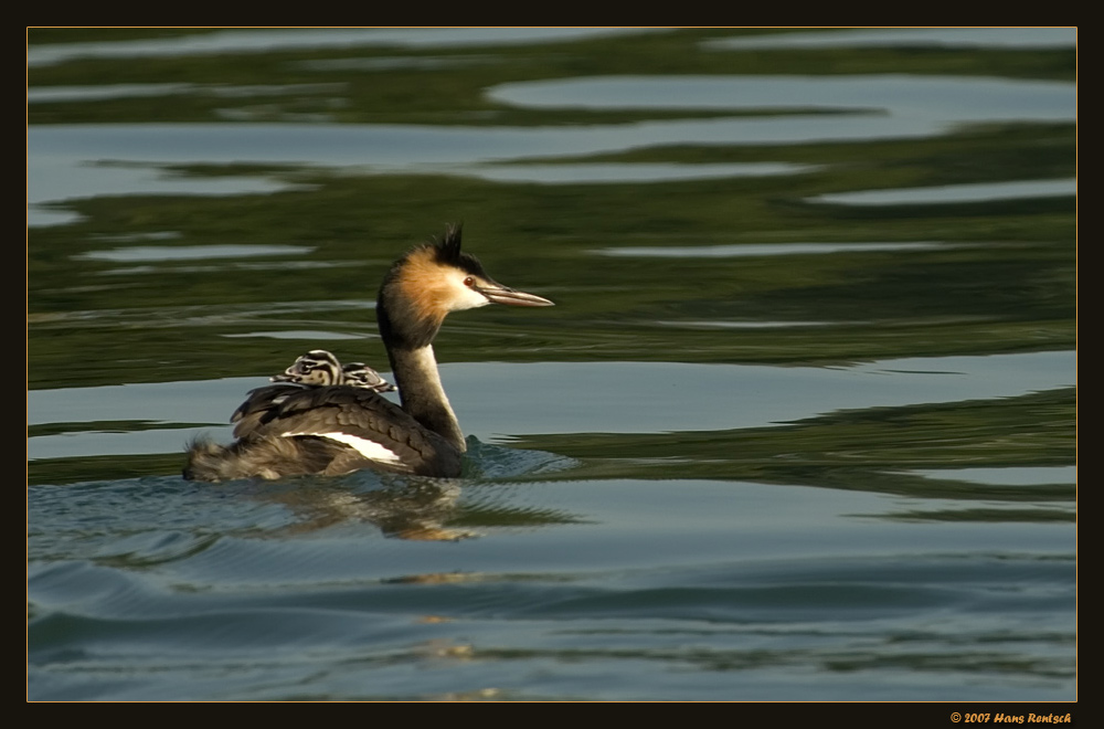 Taxi
Haubentaucher auf demThunersee
Schlüsselwörter: Haubentaucher, Thunersee