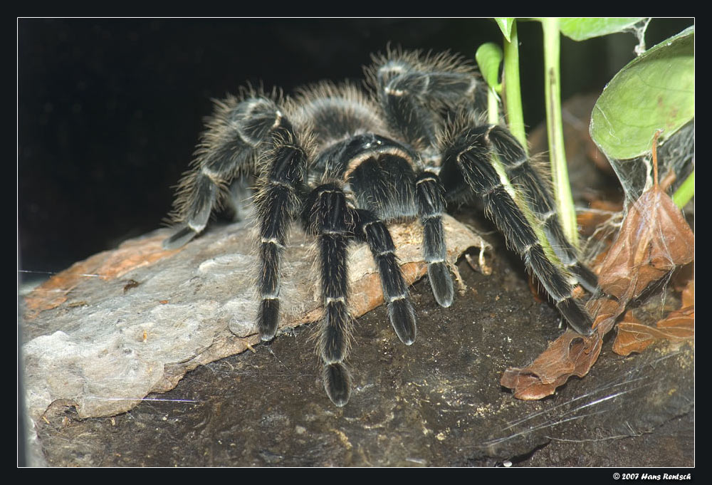 Brasilien-Riesenspinne
Schlüsselwörter: Spinne, Brasilien-Riesenspinne