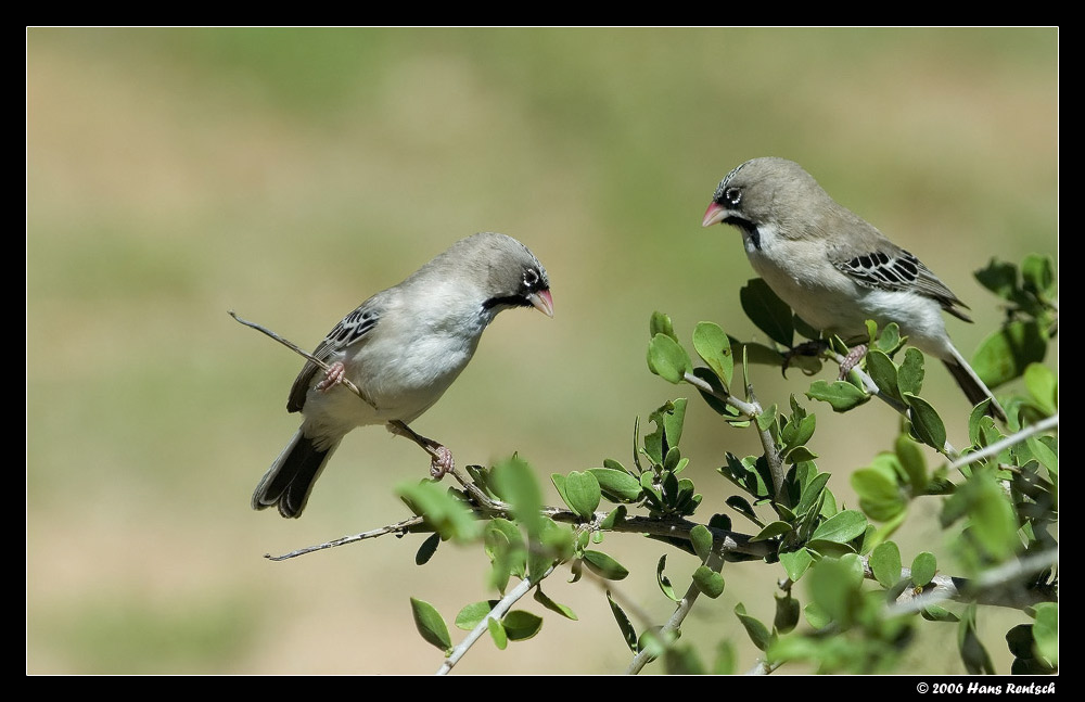 Schnurrbärtchen am spielen
Aufgenommen in Namibia Feb. 2006
Schlüsselwörter: Schnurrbärtchen