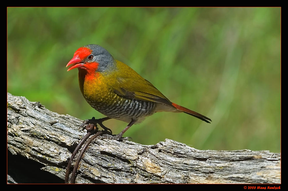 Buntastrild Wildlife
Aufgenommen in Namibia Februar 2006
Schlüsselwörter: Buntastrild; Vogel