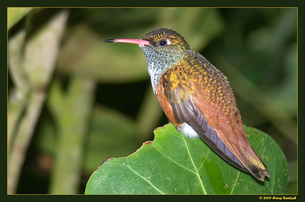 Zeigt sich von der besten Seite
Schlüsselwörter: Vogel, Kolibri
