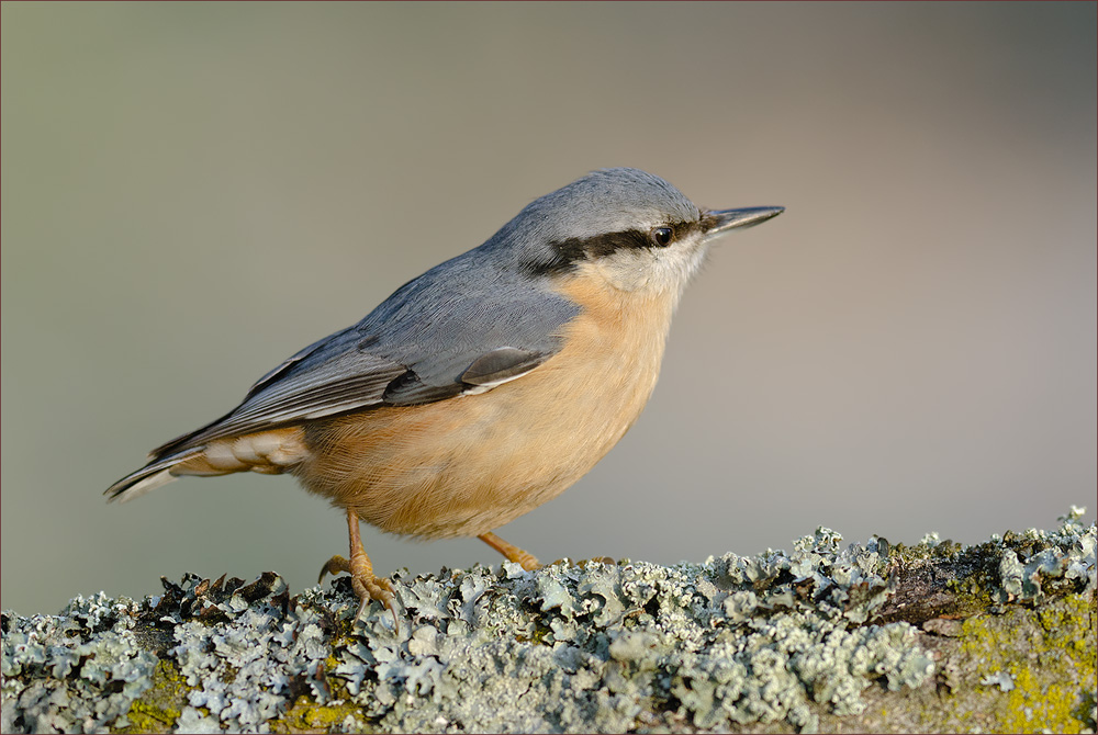 Kleiber in Abflugstellung
Schlüsselwörter: Kleiber, einheimische Singvögel; Seegarten