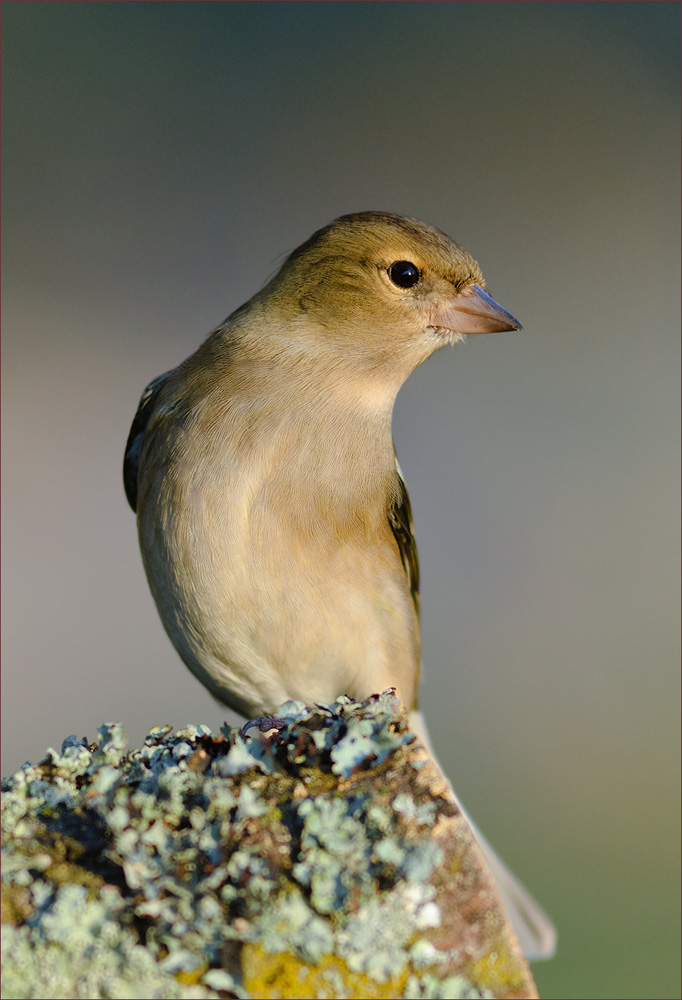 Buchfink Weibchen
Schlüsselwörter: Buchfink