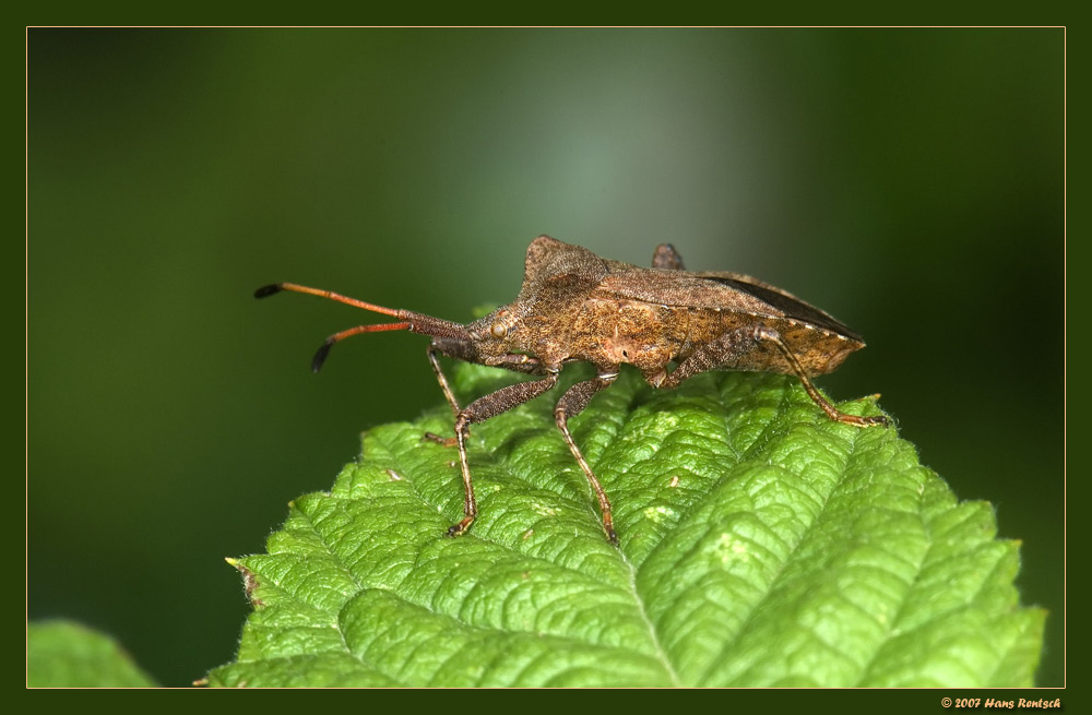 Beerenwanze
Ist sehr gerne auf den Himbeeren
Schlüsselwörter: Beerenwanze