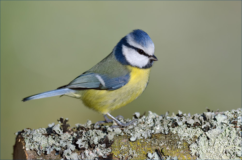 Blaumeise in schönem Morgenlicht
Schlüsselwörter: Blaumeise; Seegarten; Einheimische Singvögel