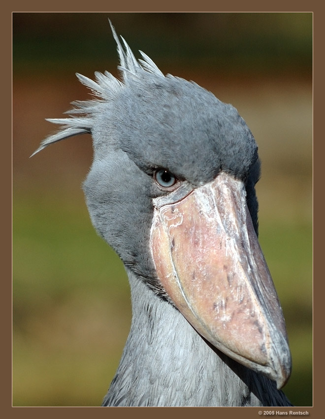 Portrait Schuhschnabel
Für mich immer wieder ein ganz spezieller Anblick.
Schlüsselwörter: Schuhschnabel
