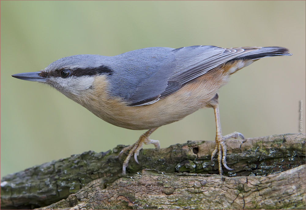 Kleiber in Abflugstellung
Schlüsselwörter: Kleiber, Seegarten; einheimische Singvögel