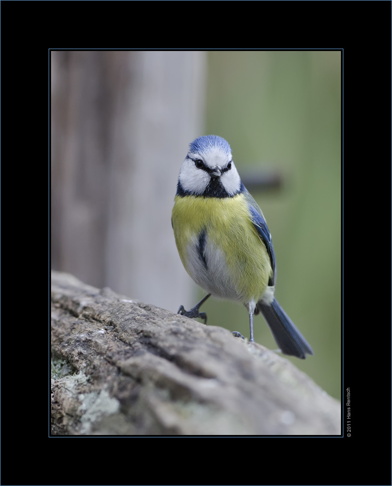 Blaumeise
Schlüsselwörter: Blaumeise; Seegarten; Einheimische Singvögel
