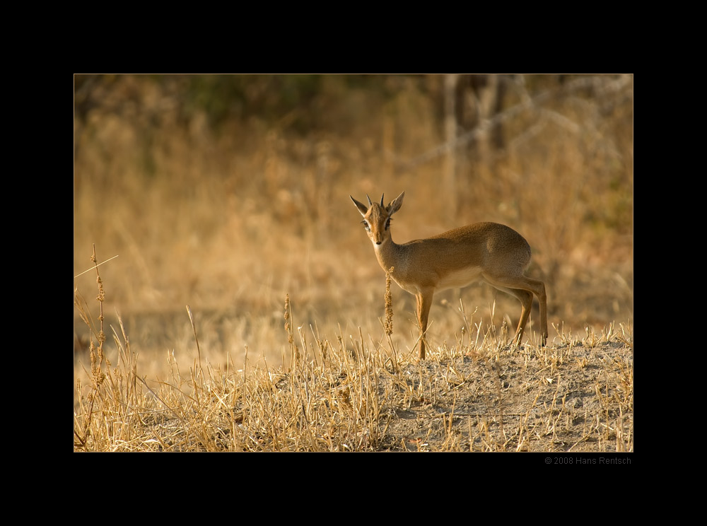 Dik-Dik
Wildlife, Nationalpark Ruaha, Tanzania
Schlüsselwörter: Dik-Dik, Wildlife, Nationalpark Ruaha, Tanzania