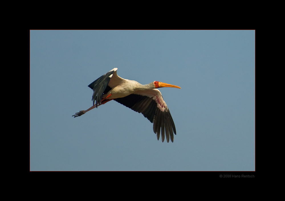 Afrikanische Nimmersatt oder Gelbschnabelstorch
Wildlife, Nationalpark Ruaha
Schlüsselwörter: Afrikanischer Nimmersatt, Gelbschnabelstorch, Tansania