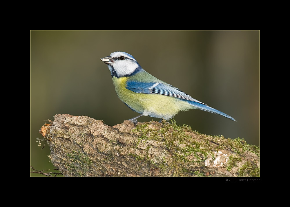 Blaumeise
Schlüsselwörter: Blaumeise, Seegarten