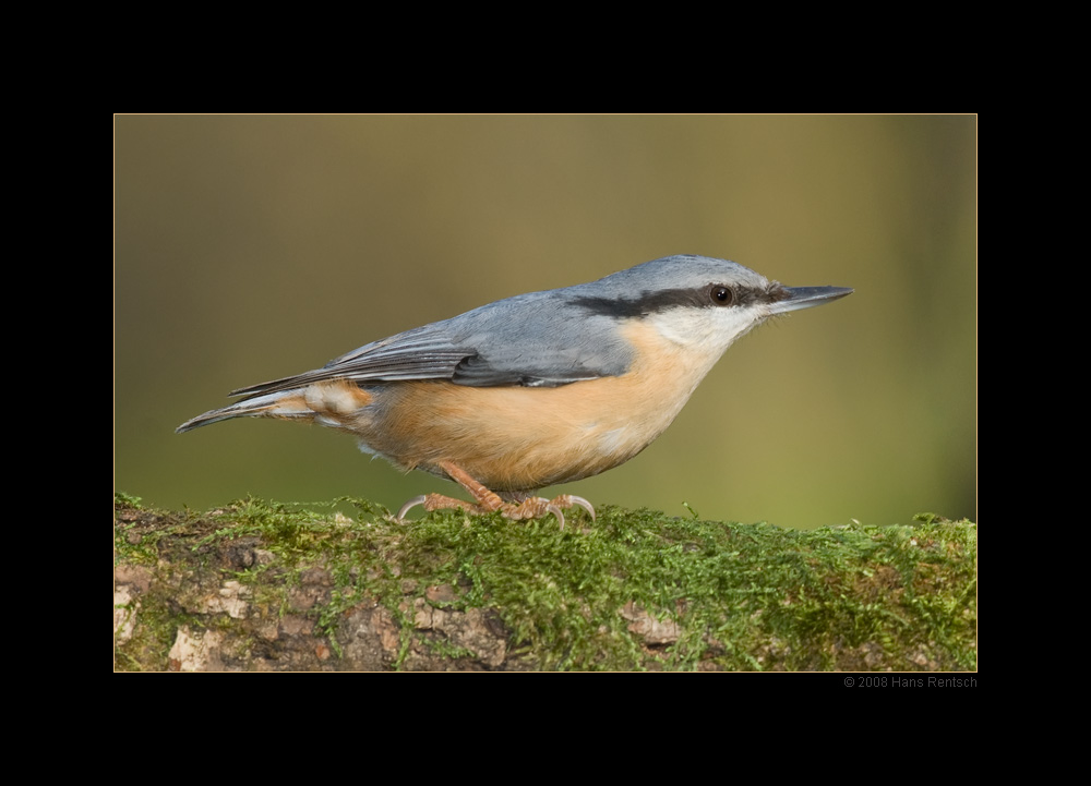 Kleiber
Schlüsselwörter: Kleiber, Seegarten