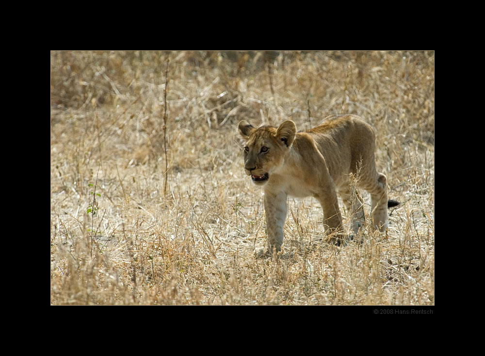 schönes Kätzchen
Nationalpark Ruaha Tanzania
Schlüsselwörter: Loewe, Löwe, Nationalpark Ruaha, Tanzania