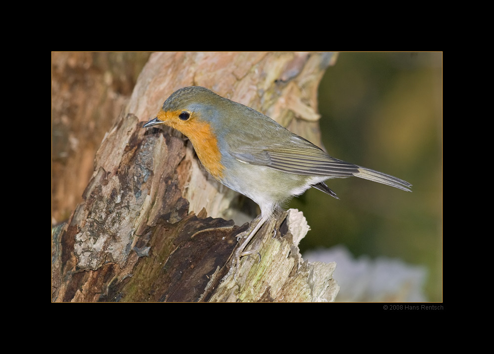 Rotkehlchen
Schlüsselwörter: Rotkehlchen, Seegarten