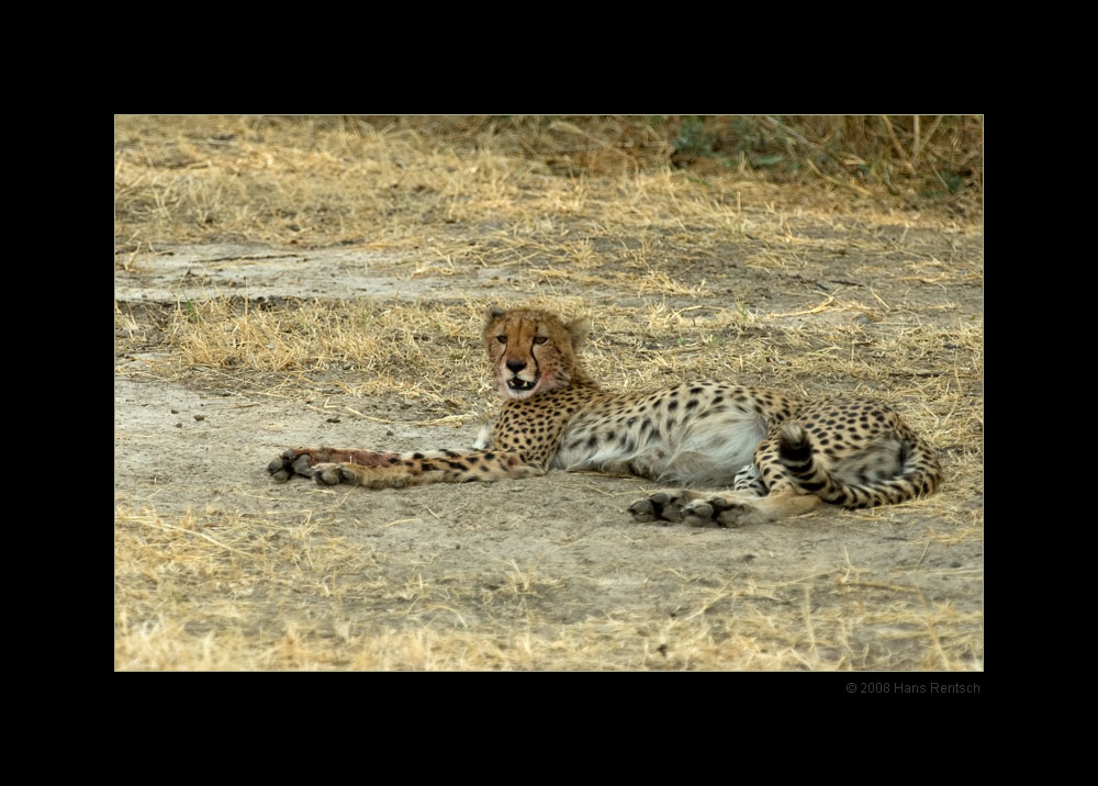 Gepard kurz nach dem fressen
Nationalpark Ruaha Tanzania
Schlüsselwörter: Gepard, Ruaha Nationalpark, Tanzania