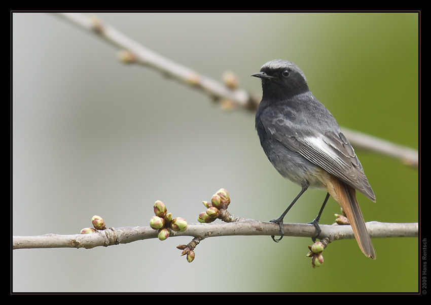 Der Hausrotschwanz ist wieder da
Zuhause im Garten
Schlüsselwörter: Hausrotschwanz
