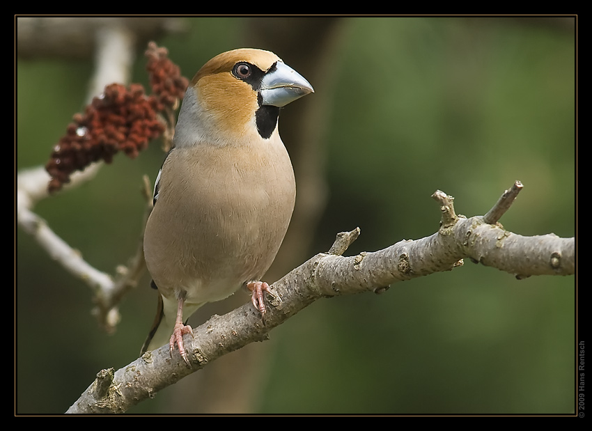 Kernbeisser Zuhause im Garten
Schlüsselwörter: Kernbeisser