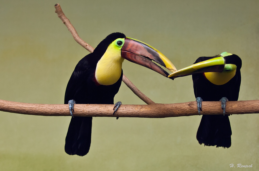 Zärtlichkeit
Tukane im Basler Zoo
Schlüsselwörter: Tukan; Basler-Zoo