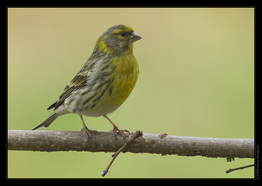 Girlitz Zuhause im Garten
Schlüsselwörter: Girlitz