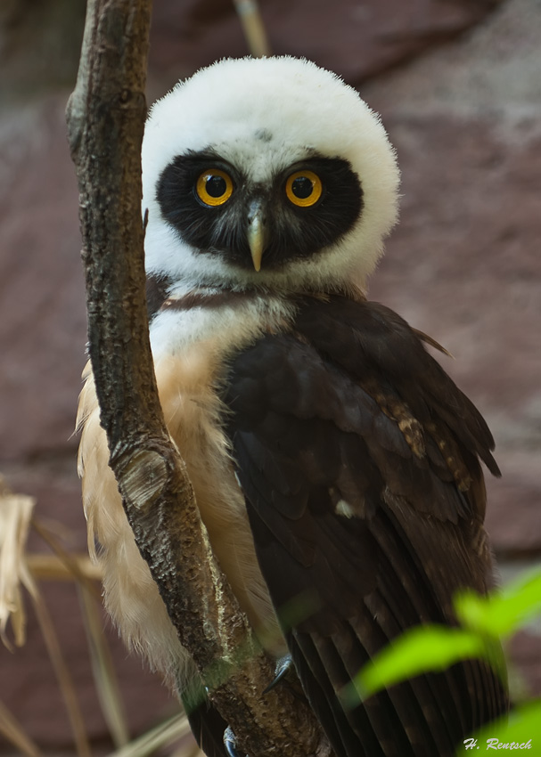 Junger Brillenkauz
Schlüsselwörter: Brillenkauz, Eule, Basler-Zoo