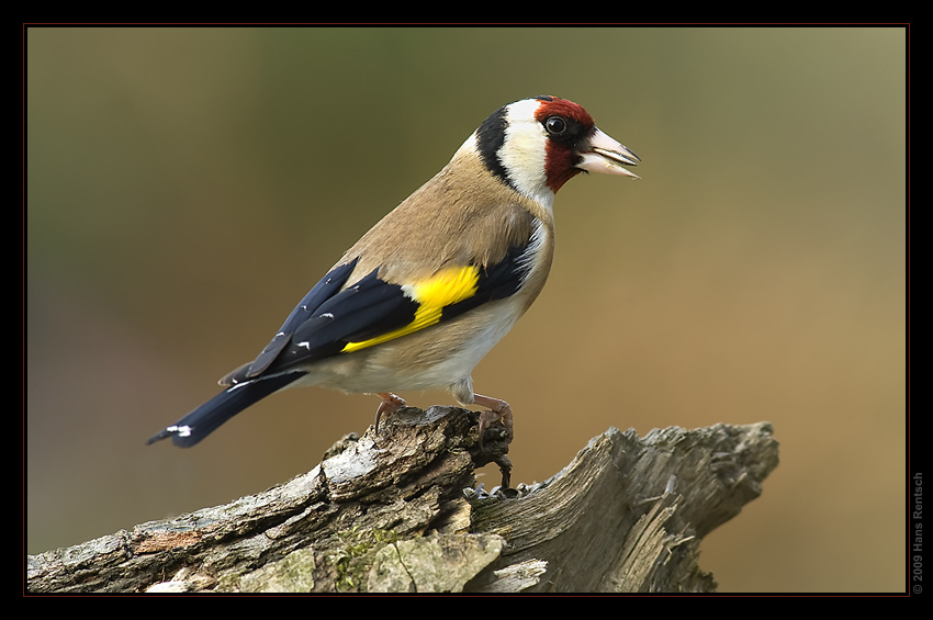 Stieglitz Zuhause im Garten
Schlüsselwörter: Stieglitz, Zuhause
