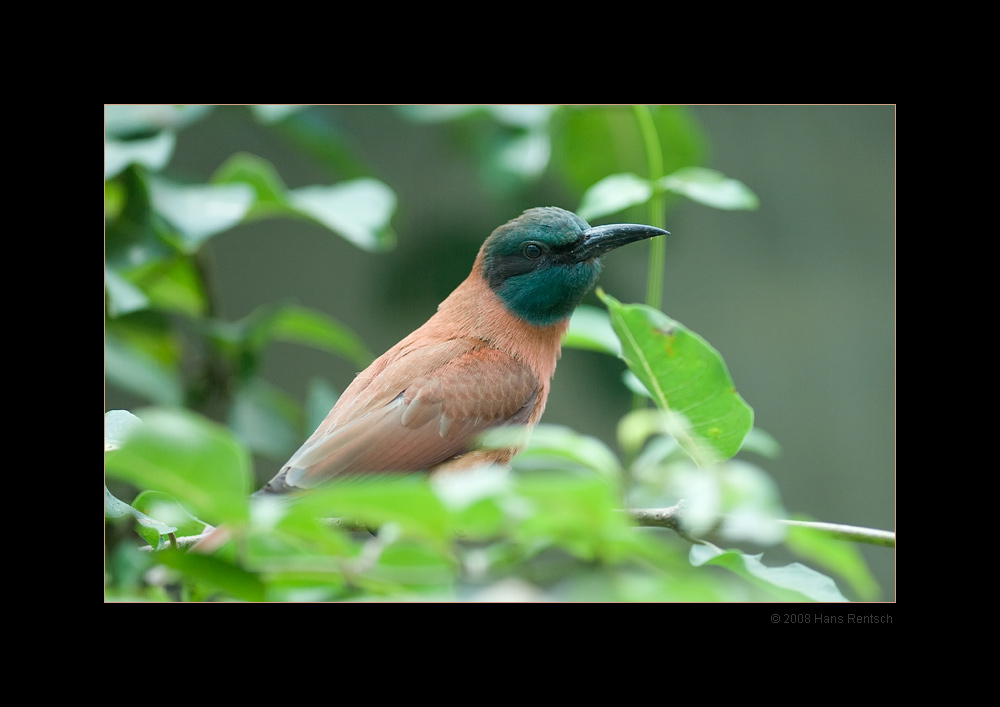 Junger Bienenfresser
aus dem Basler-Zoo
weitere Aufnahmen unter http://www.digicamfotos.ch

Schlüsselwörter: Bienenfresser, Basler-Zoo