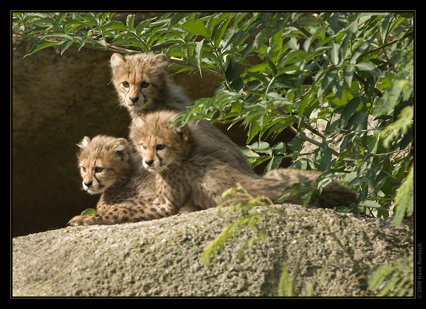 Basel hat wieder drei hübsche Kätzchen....
Ein Besuch lohnt sich im Basler-Zoo
Schlüsselwörter: junge Geparden, Basler-Zoo