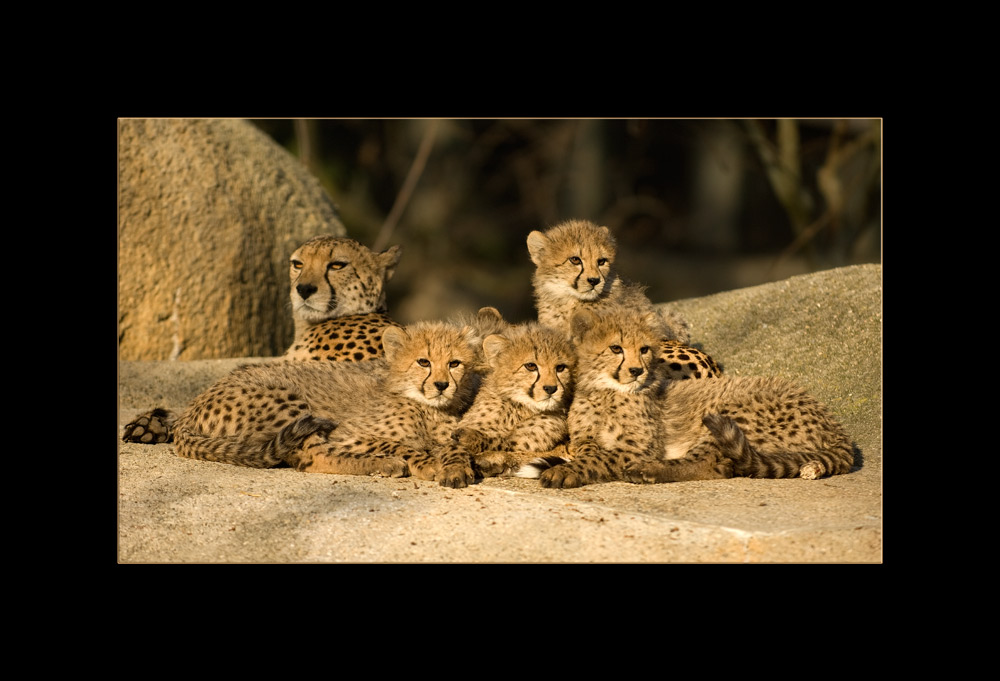 Foto Shooting im Basler Zoo
Schlüsselwörter: Geparden, Basler Zoo