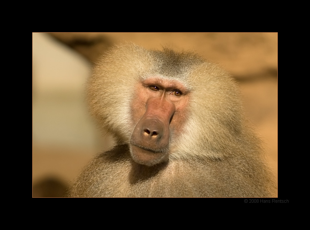 Portrait Mantelpavian
Schlüsselwörter: Mantelpavian, Kölner-Zoo