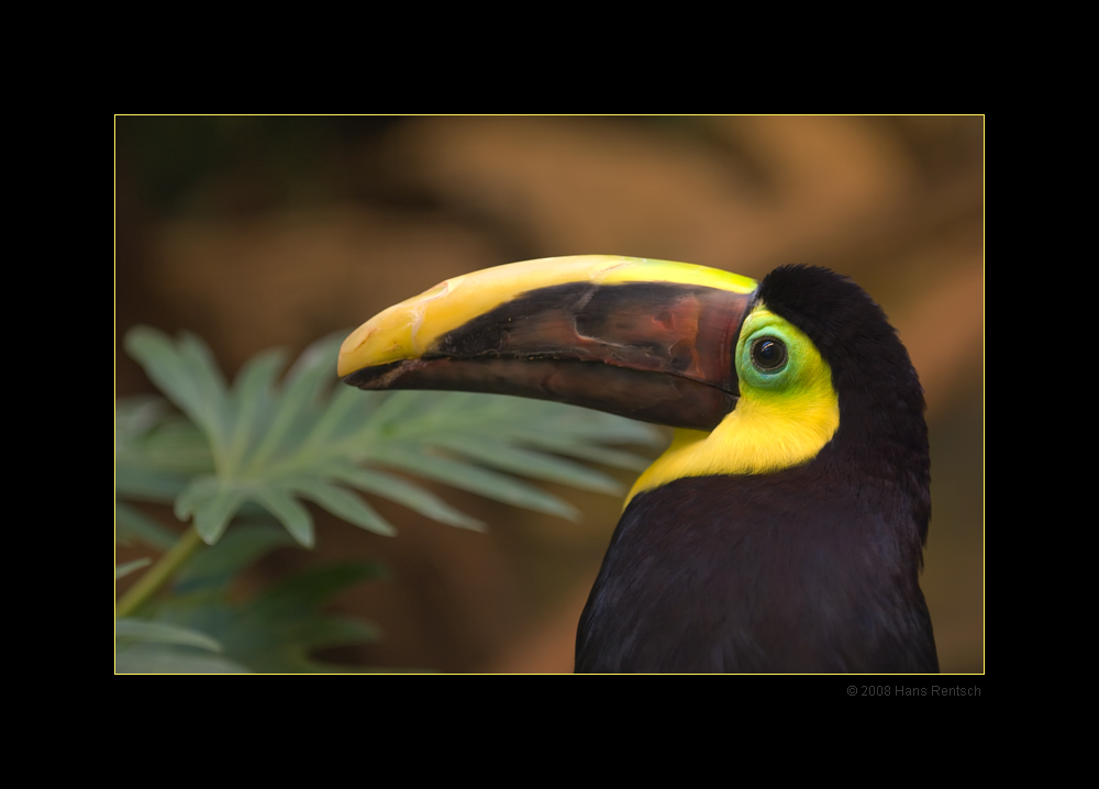 Portrait des Braunrückentukan
Schlüsselwörter: Braunrückentukan, Tukan, Basler-Zoo