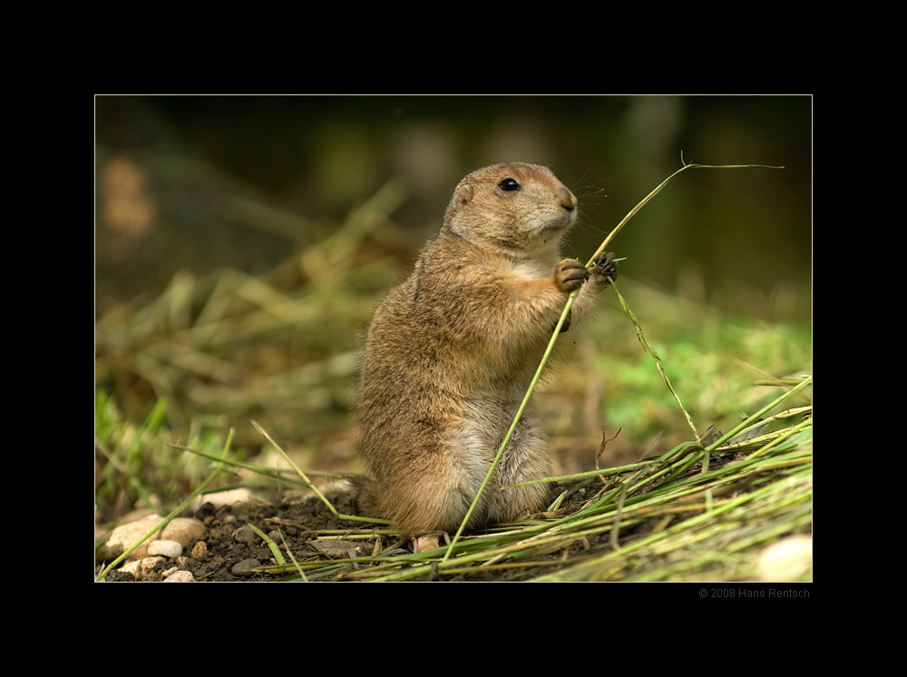 Praeriehund
Schlüsselwörter: Praeriehund