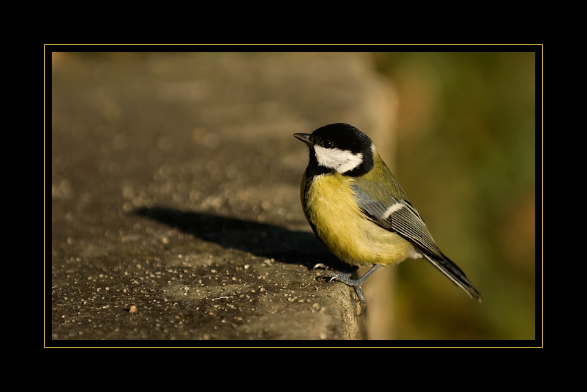 Kohlmeise geniesst die Sonne
Schlüsselwörter: Kohlmeise, Meisli, Vogel