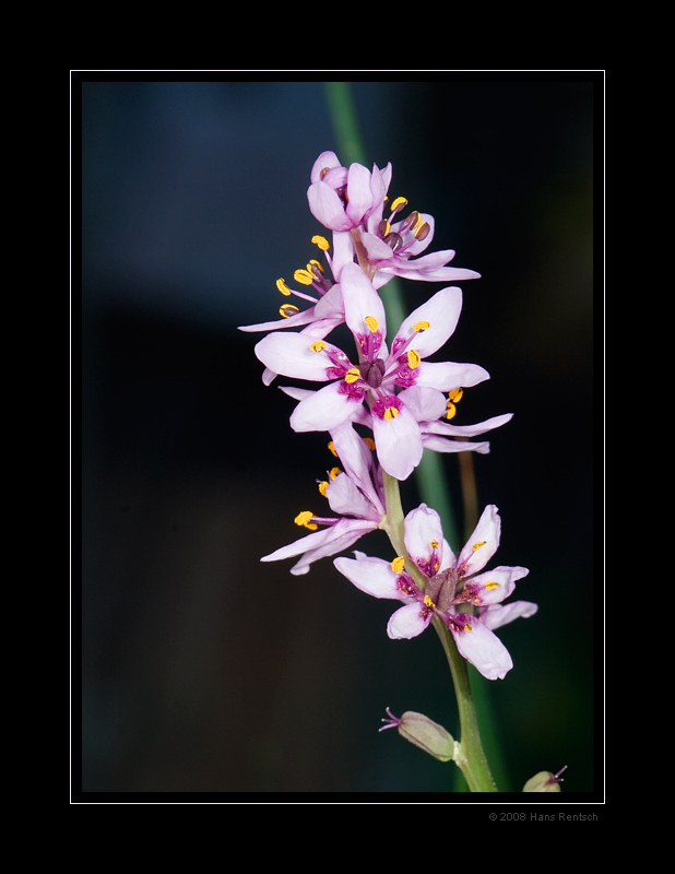 Blüte Onixotis
Botanischer Garten Basel
Schlüsselwörter: Blüte, Onixotis, Botanischer-Garten Basel