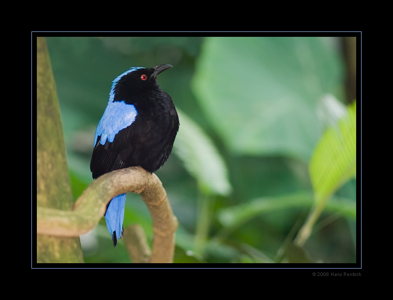 Elfenblauvogel
Botanischer-Garten Basel
Schlüsselwörter: Elfenblauvogel, Botanischer-Garten Basel