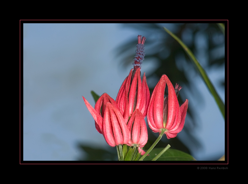 Namenlose Blüte aus dem Botanischen Garten Basel
Schlüsselwörter: Botanischer-Garten Basel, Blüte