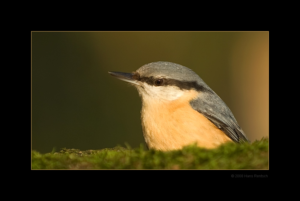 Kleiber Portrait
Die Morgensonne bringt eine sehr schöne Farbe 
Schlüsselwörter: Kleiber, Seegarten
