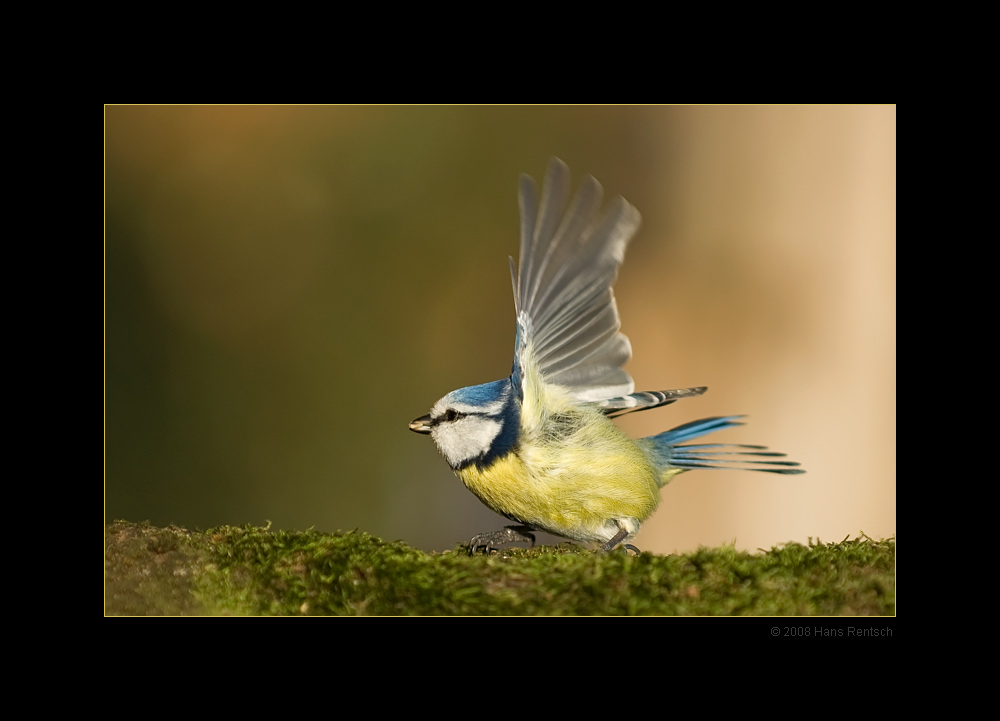 Blaumeise beim Abflug
Kann es nicht lassen, die Meisli, Kleiber und Rotkehlchen haben es mir angetan
Schlüsselwörter: Blaumeise, Meise, Seegarten