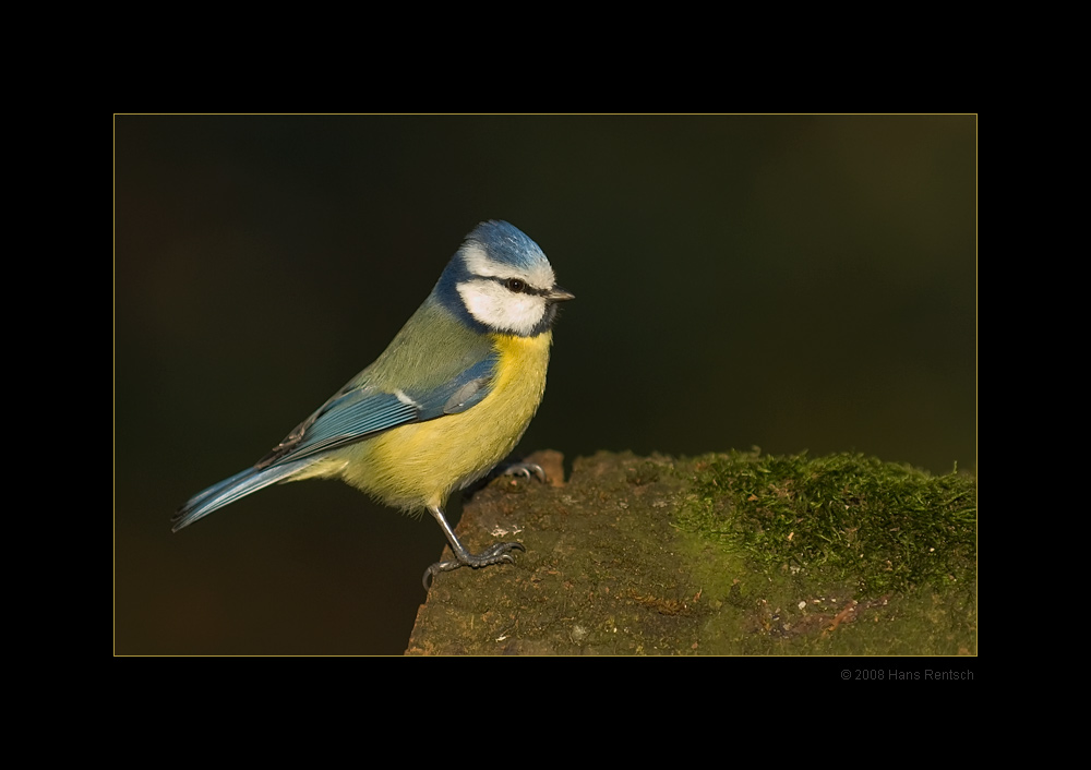Stolzes Blaumeisli
Schlüsselwörter: Blaumeise, Meise, Seegarten
