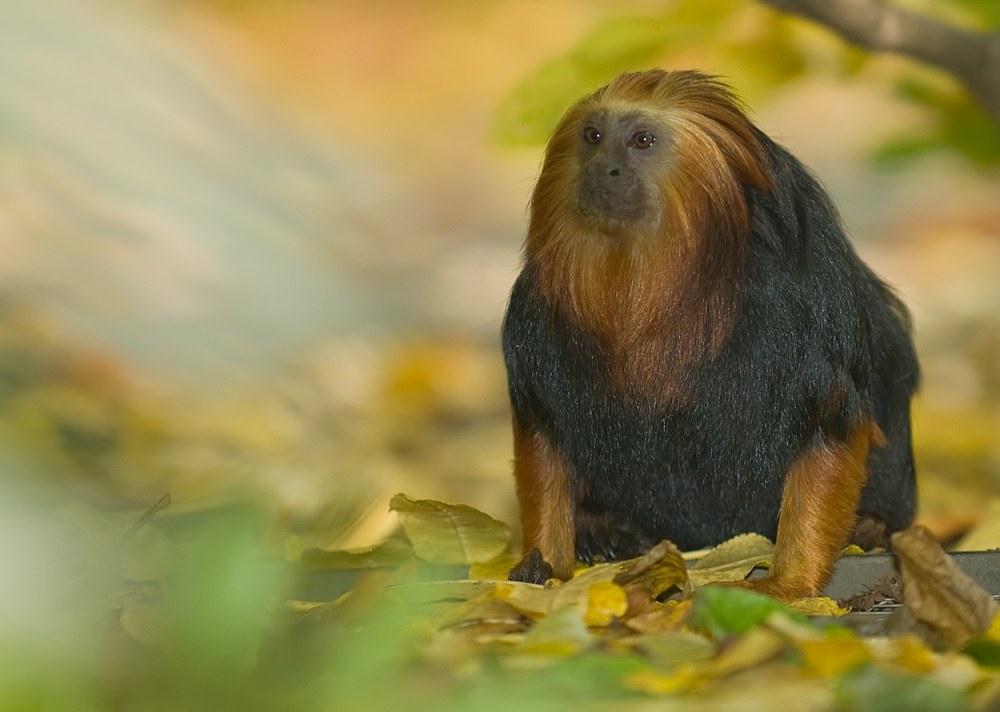 Goldkopf Löwenäffchen
Schlüsselwörter: Goldkopf Löwenäffchen, Zürcher-Zoo