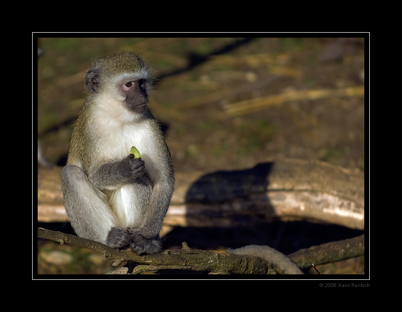 Er geniesst die Morgensonne
Schlüsselwörter: Affe, Basler-Zoo