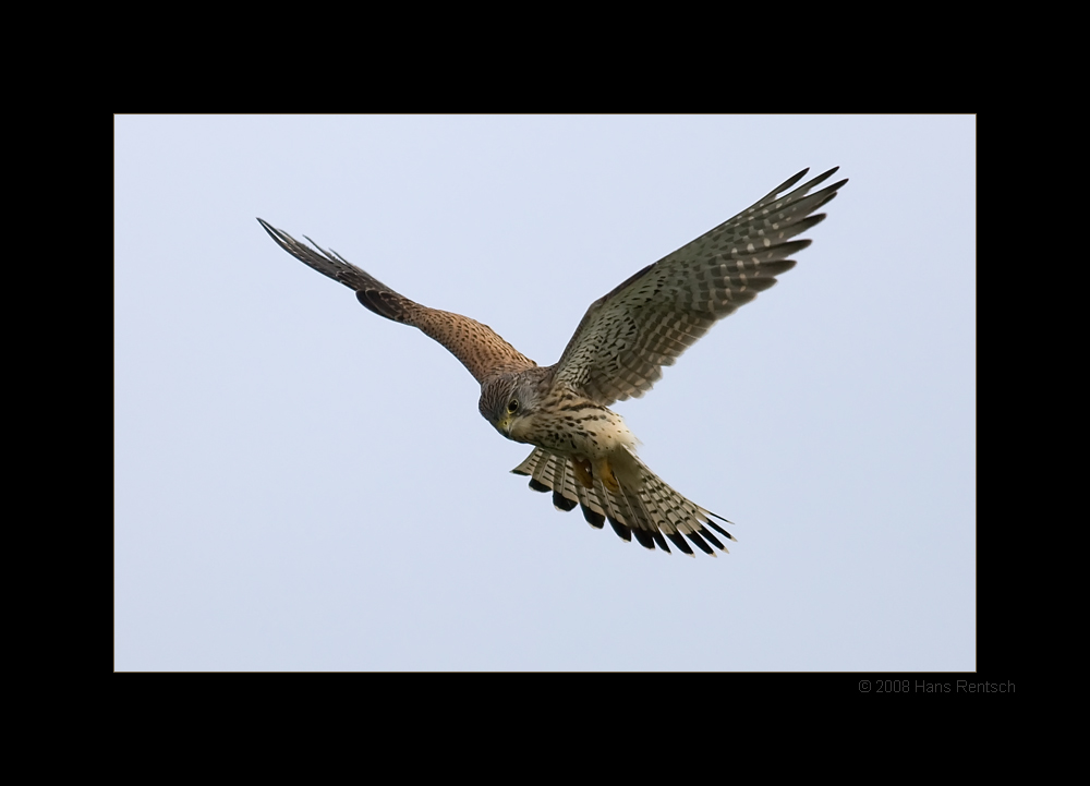 Turmfalke
Schlüsselwörter: Turmfalke, Wildlife