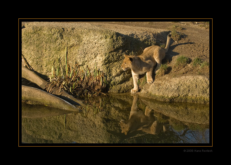 Spiegelbild
Der junge Löwe hatte eine Wildente in den Augen :-)
Schlüsselwörter: Loewe, Basler Zoo