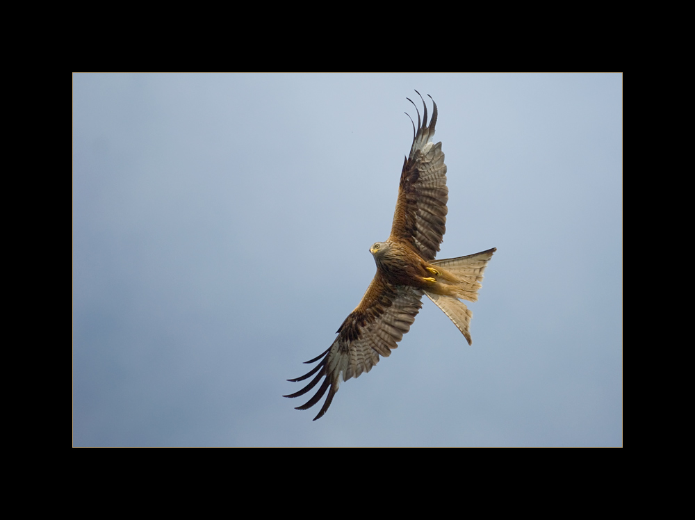 Roter Milan
Flugstudie aus dem Mittelland
Schlüsselwörter: Roter Milan, Greifvogel
