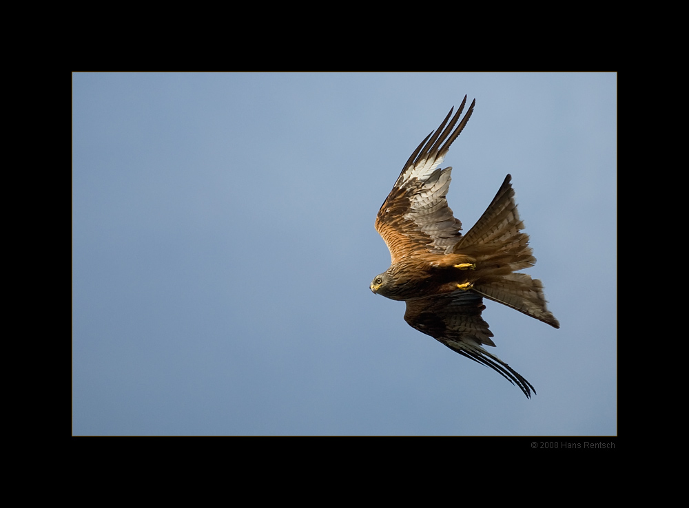 Roter Milan zieht nach unten
Mich faszinieren dies Flugkünste
Schlüsselwörter: Roter Milan, Greifvogel