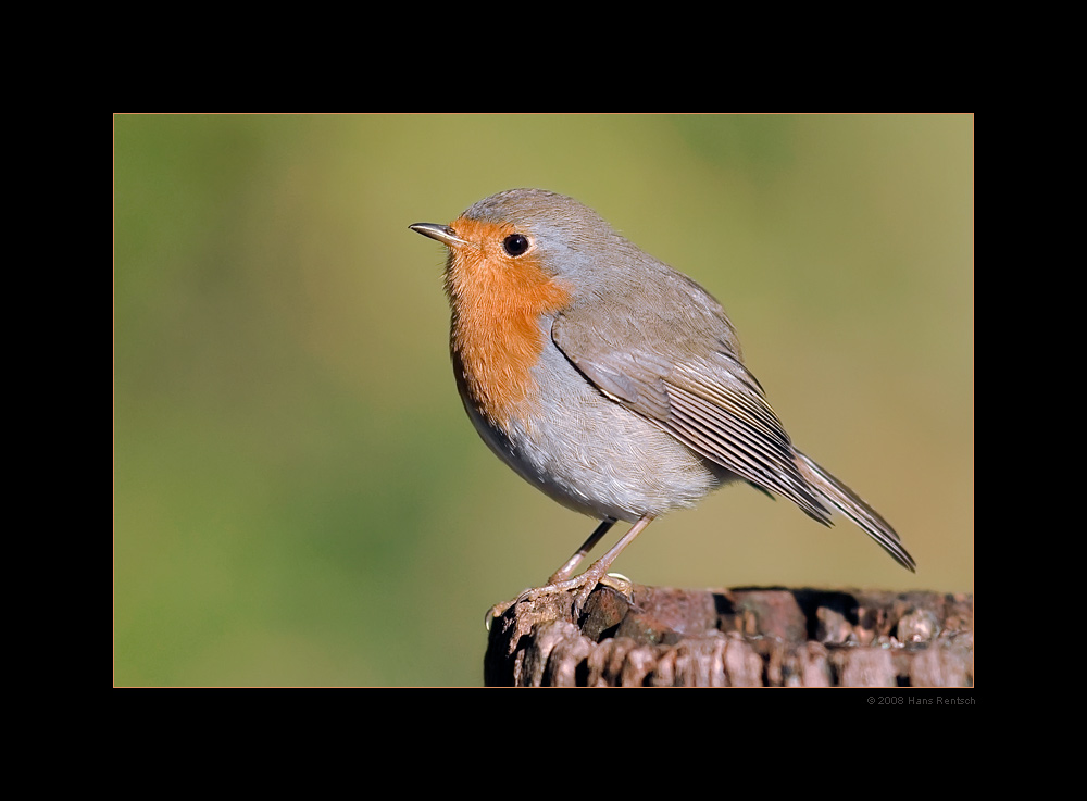 Rotbrüstchen in seiner Pracht
Schlüsselwörter: Rotbrüstchen, Rotkehlchen