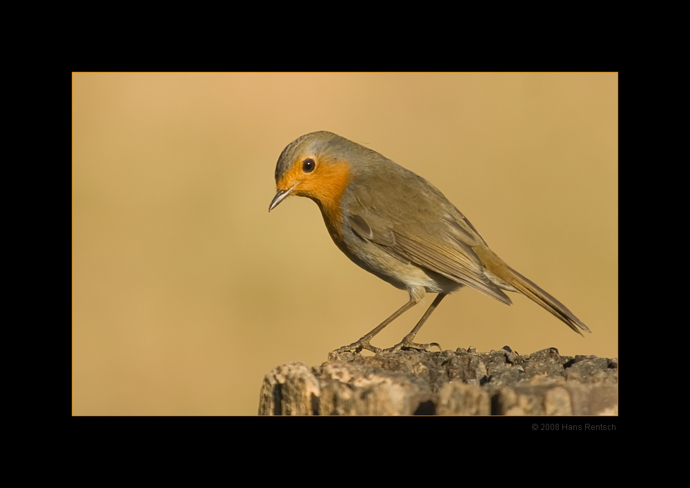 Rotkehlchen
Schlüsselwörter: Rotkehlchen